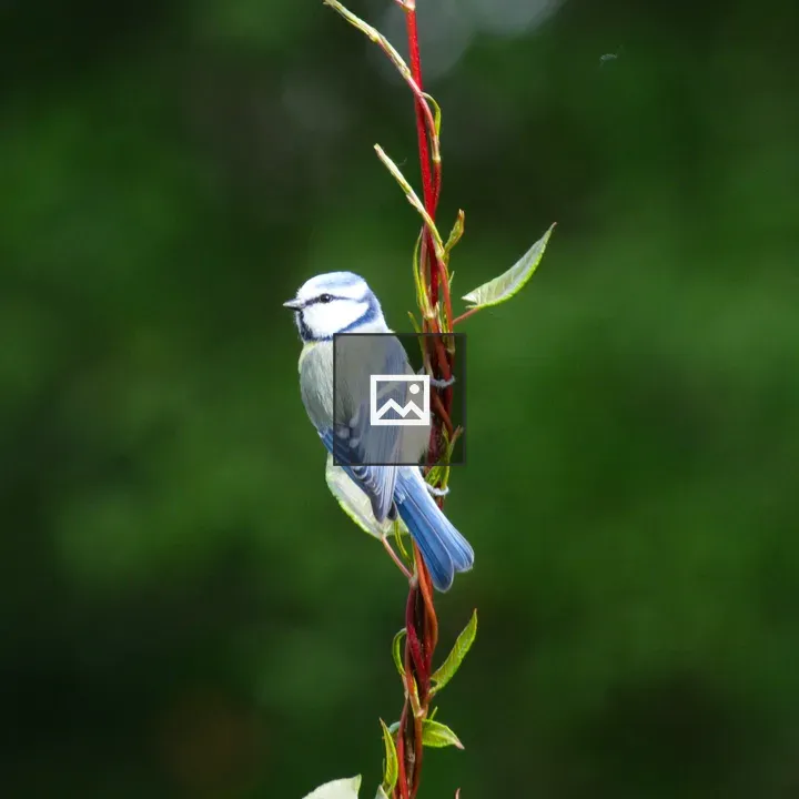 Blue Tit on Knotweed Tendrils
