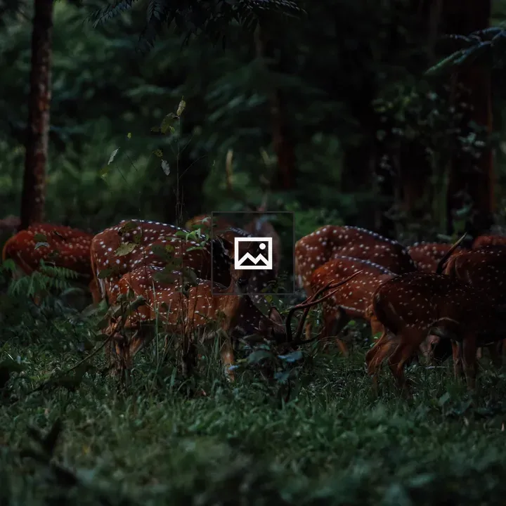 Spotted deer in forest at dusk
