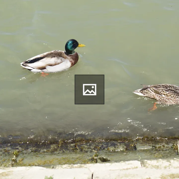 Two ducks swimming at water edge