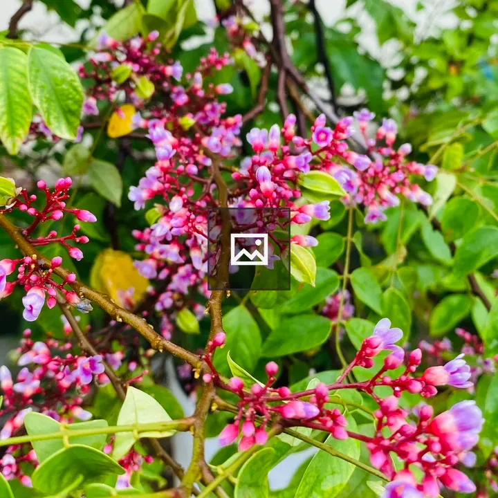 Plant with purple and pink flowers