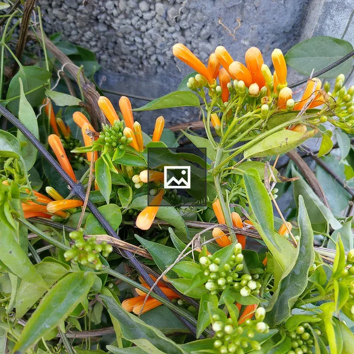 Orange trumpet flowers close-up