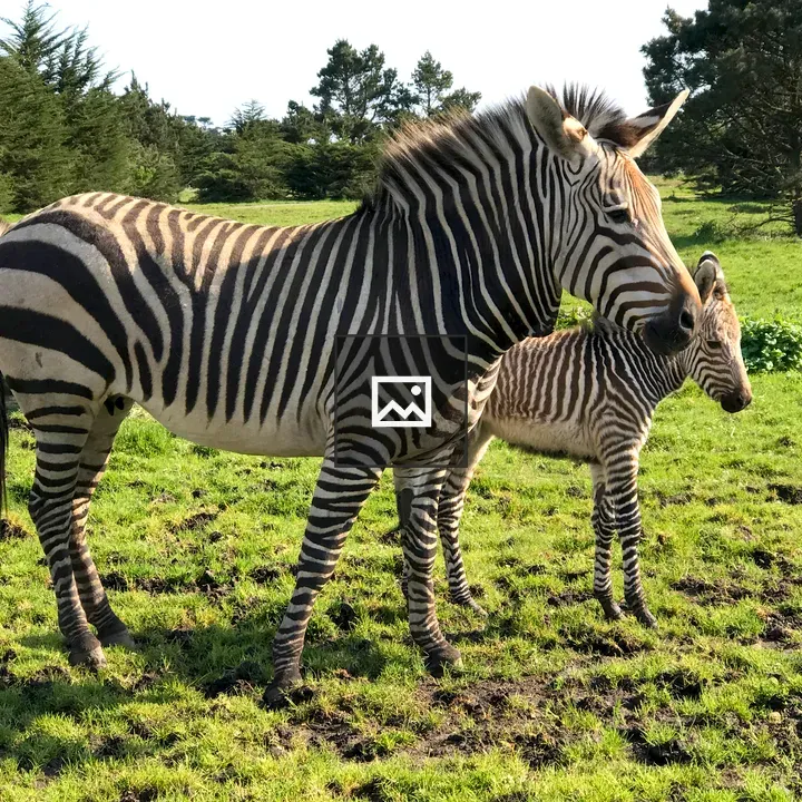 Mother And Baby Zebra