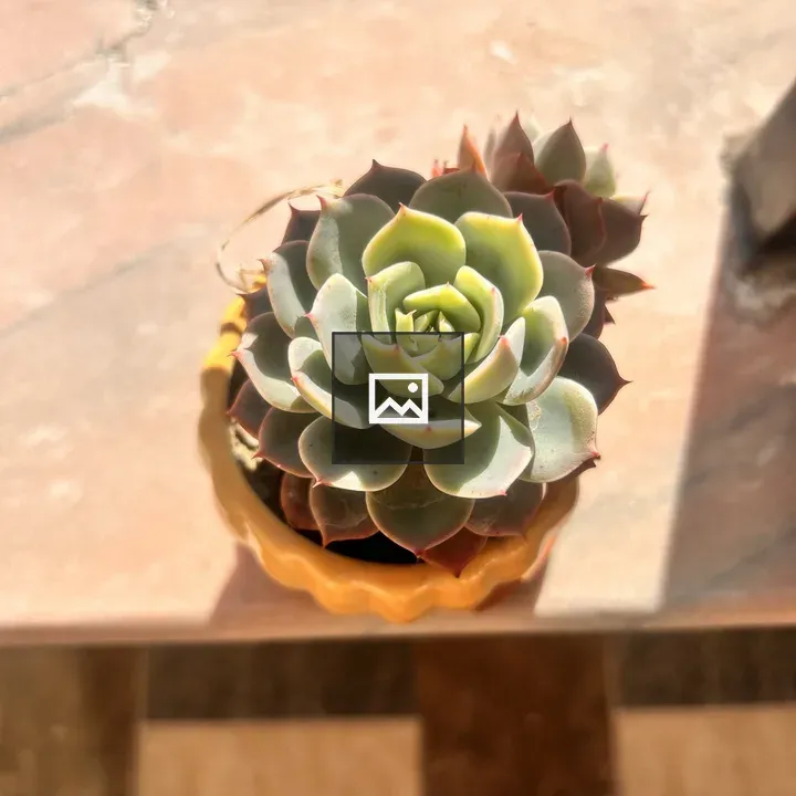 Succulent in Amber Pot