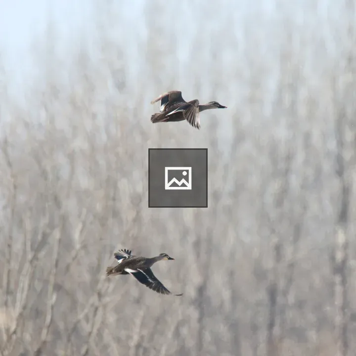 Two Eastern Spot-billed Ducks in Flight
