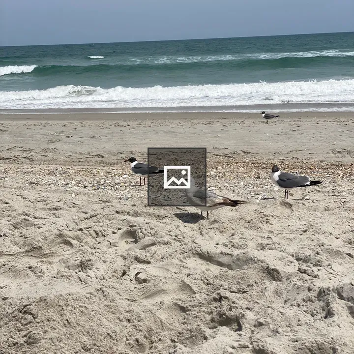 Seagulls on the Atlantic Beach