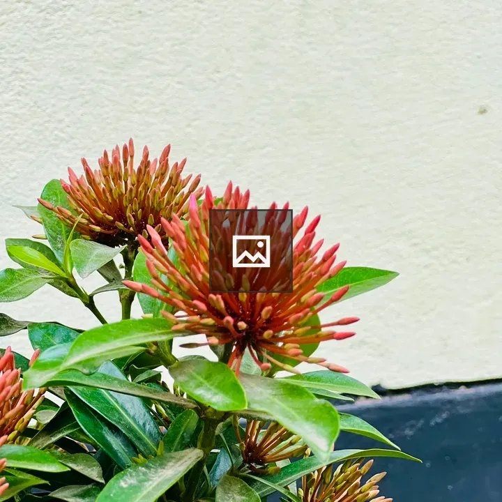 West Indian Jasmine Buds