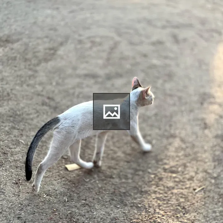 Cat Walking Along Dirt Path