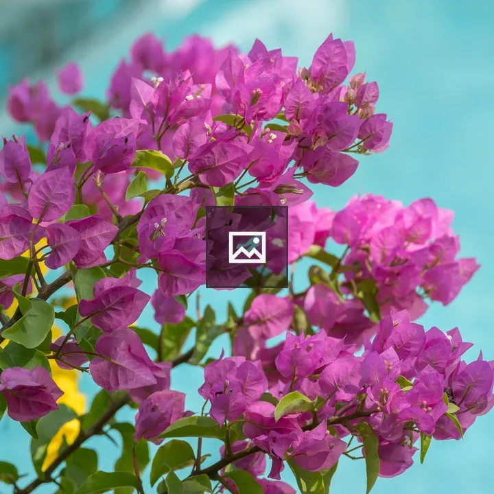 Bougainvillea with Turquoise Backdrop