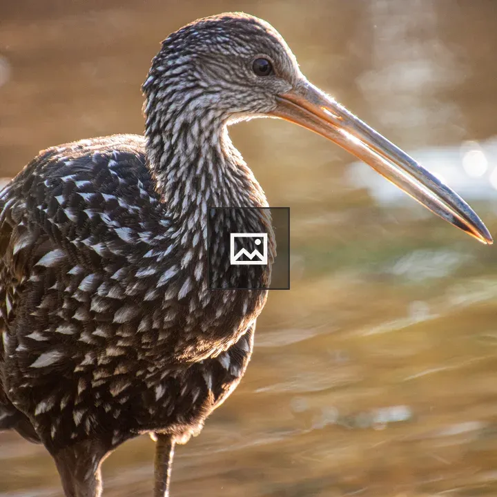 Close-up of bird with long beak
