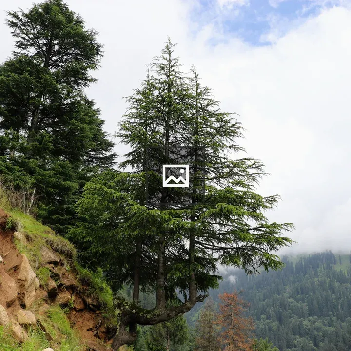 Tree on cliff by Hampta Pass