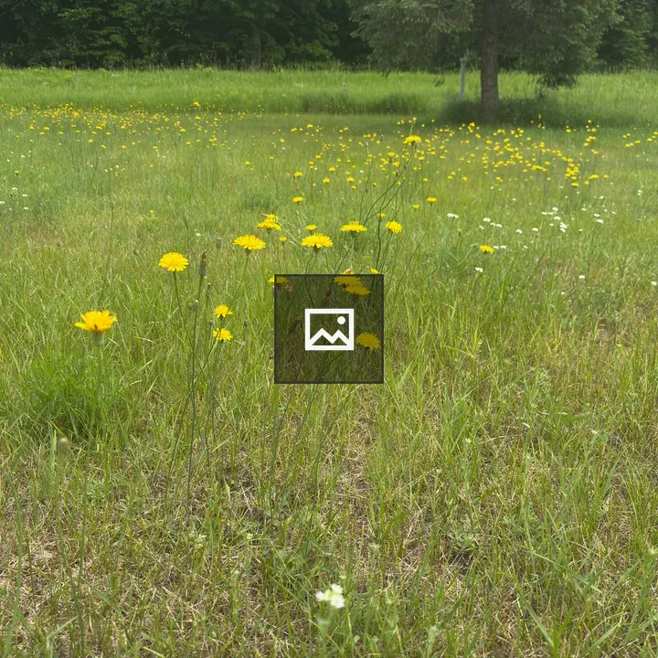 A grassy lawn with flowers