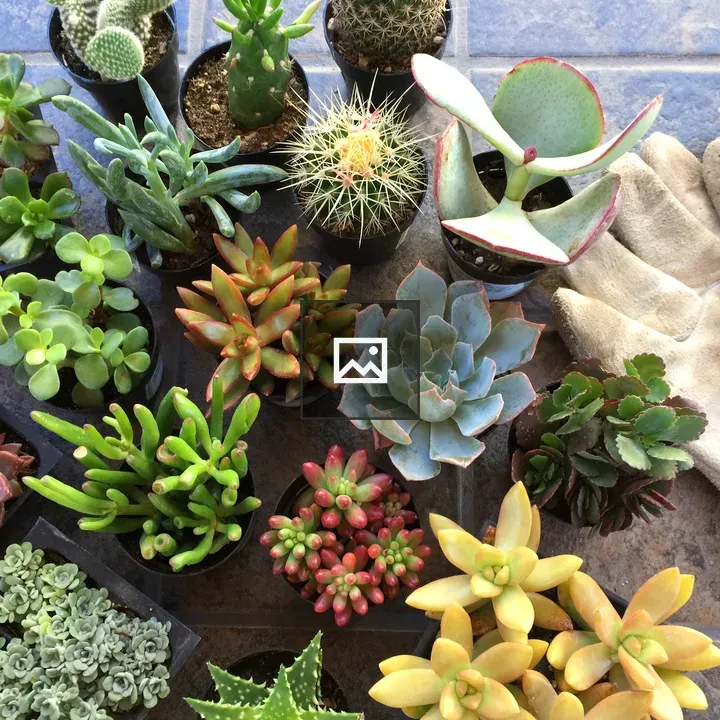 Colorful Mini Succulents in Pots