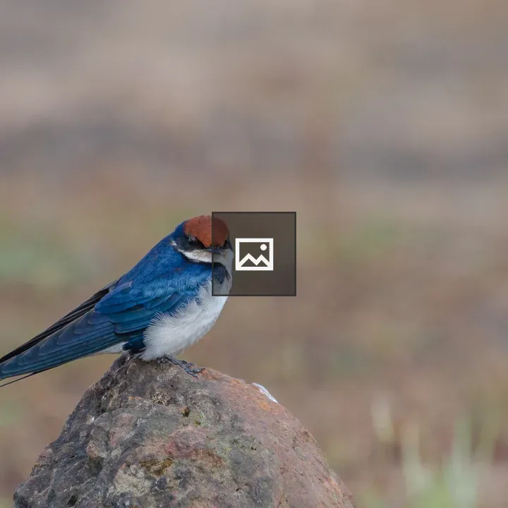 Wire Tailed Swallow perched