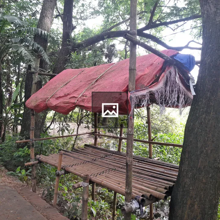 Bamboo Platform in Forest