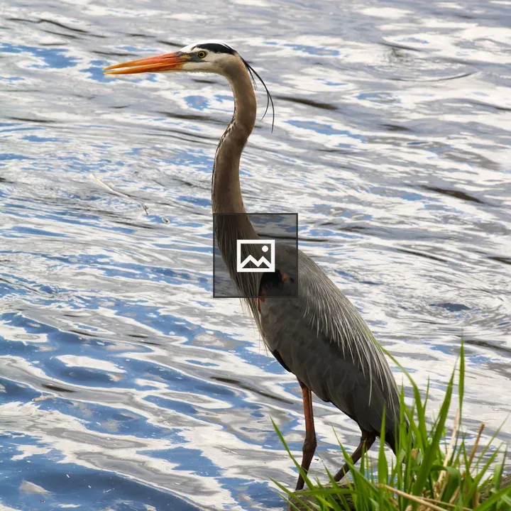 Great Blue Heron in Reeds