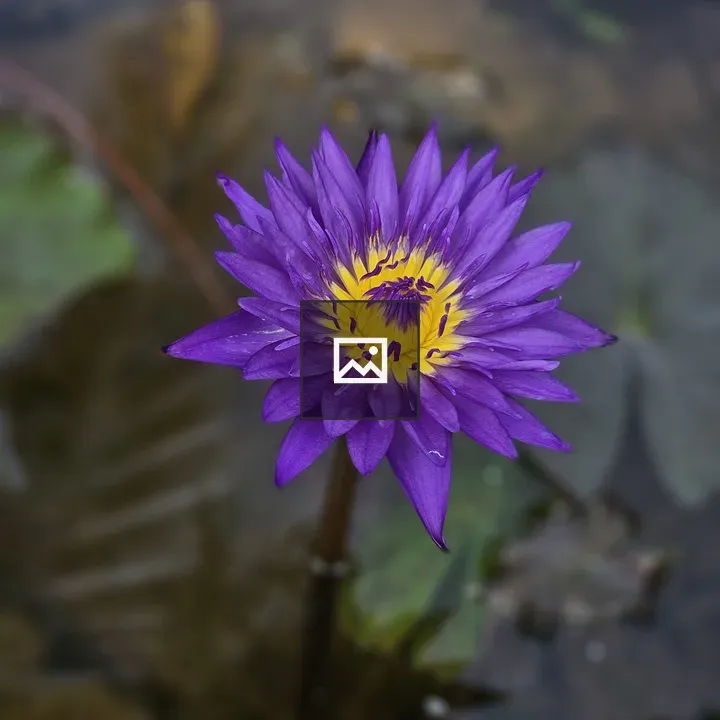 Purple water lily bloom