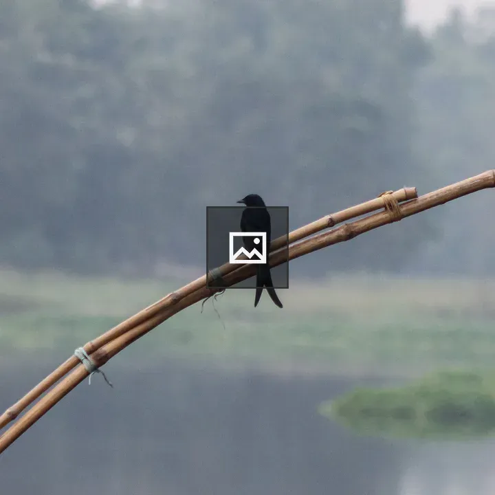 Black Drongo on Bamboo
