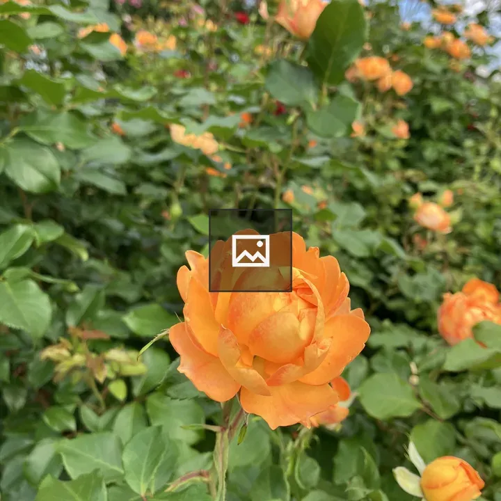 Orange rose close-up