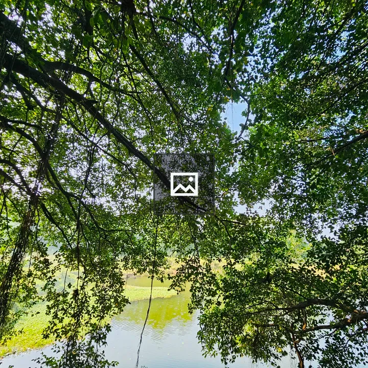 Grand Ficus Benghalensis by Pond
