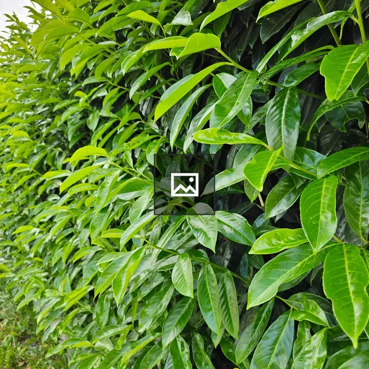 Thick green bushes as fence