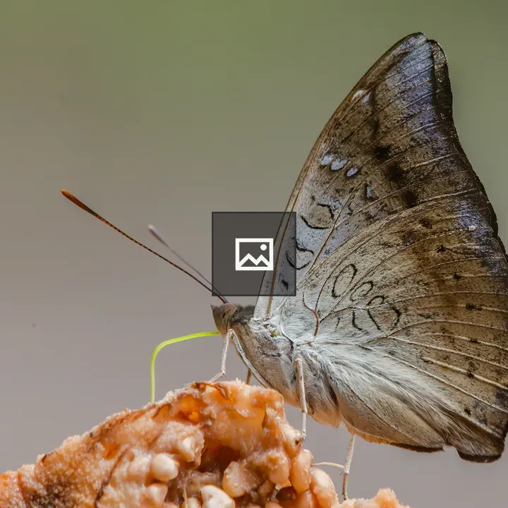 Butterfly Feeding on Fruit