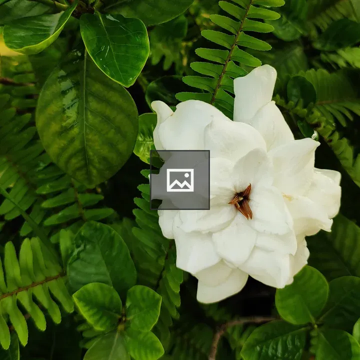 Gardenia Flower