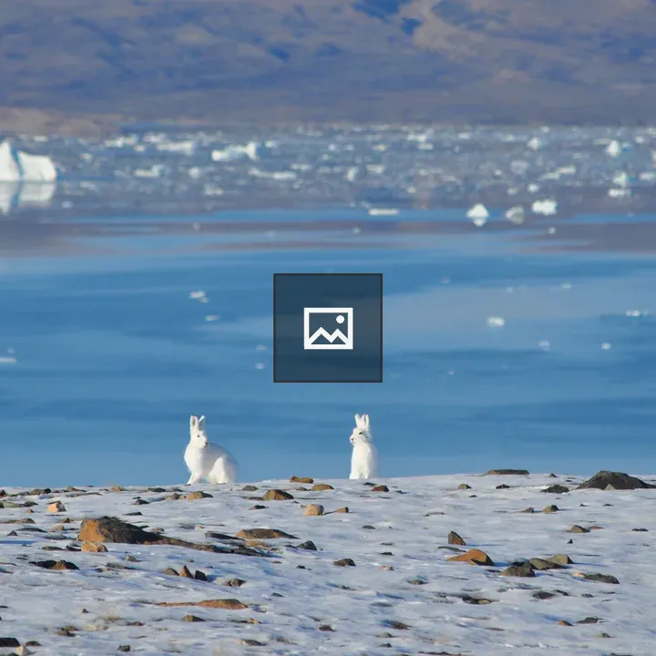 Arctic hares at Wolstenholme Fjord