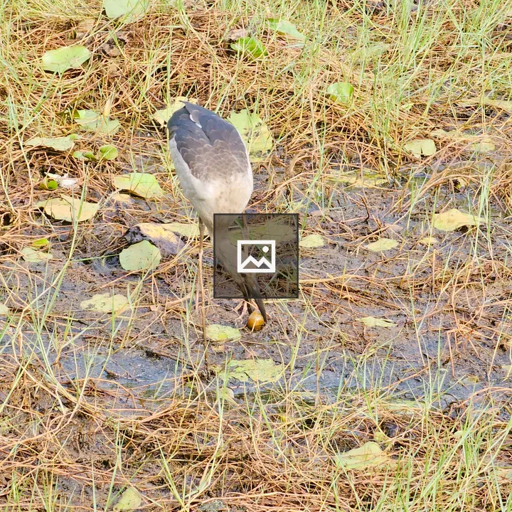Asian openbill catching snail
