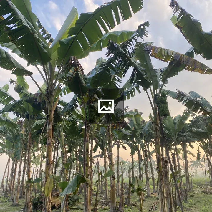 Banana Trees with Bunches
