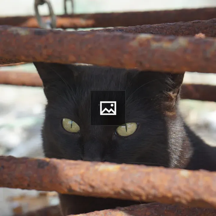 Black cat peering through bars
