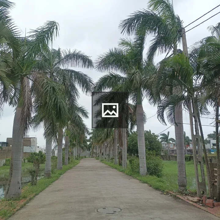 Palm-lined Road with Village Nearby
