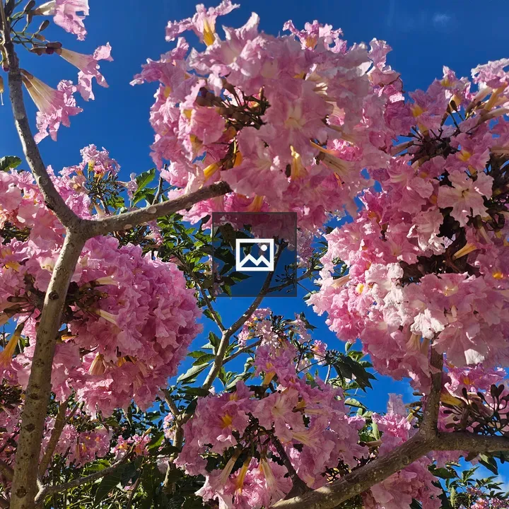 Branches with Pink Roble Sabana Flowers