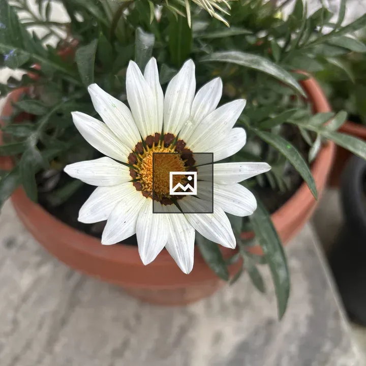 White daisy-like flower in terracotta pot