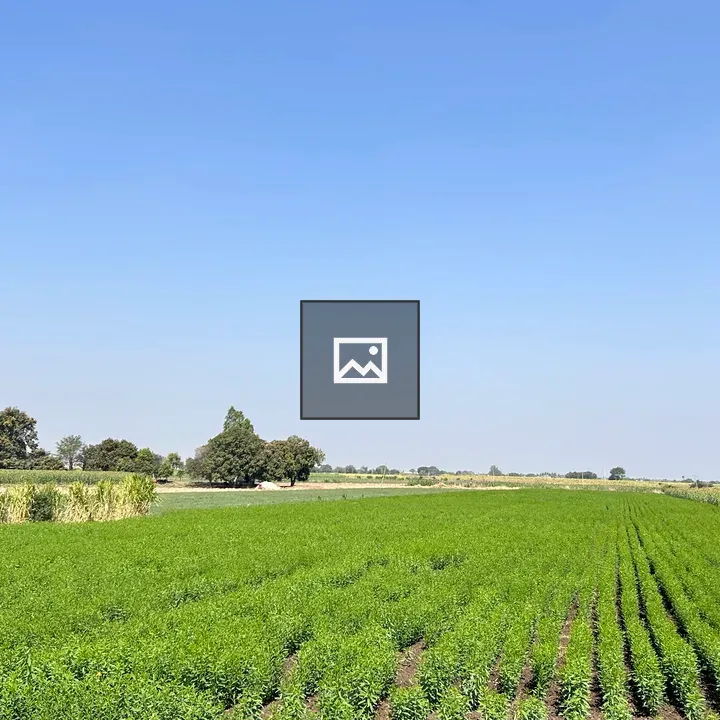 Farm fields with green plants