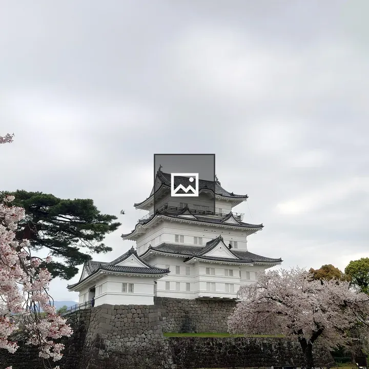 Odawara Castle with Cherry Blossoms