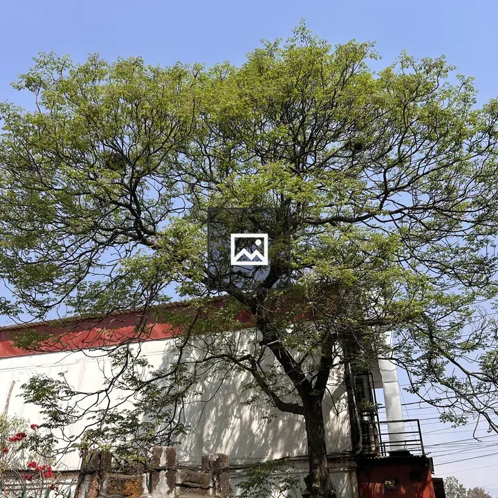 Tree in front of building