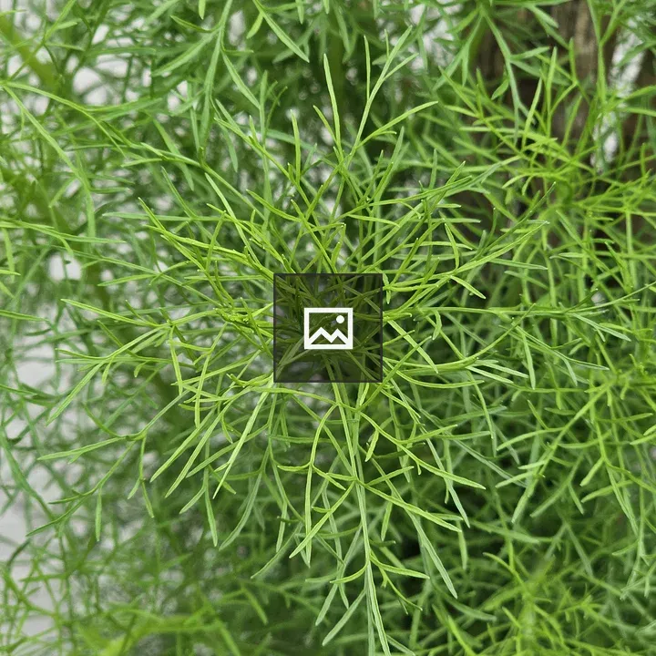 Green dill plant close-up
