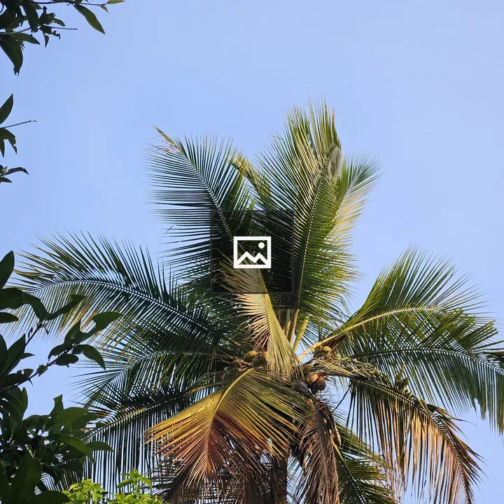 Green coconut tree against blue sky
