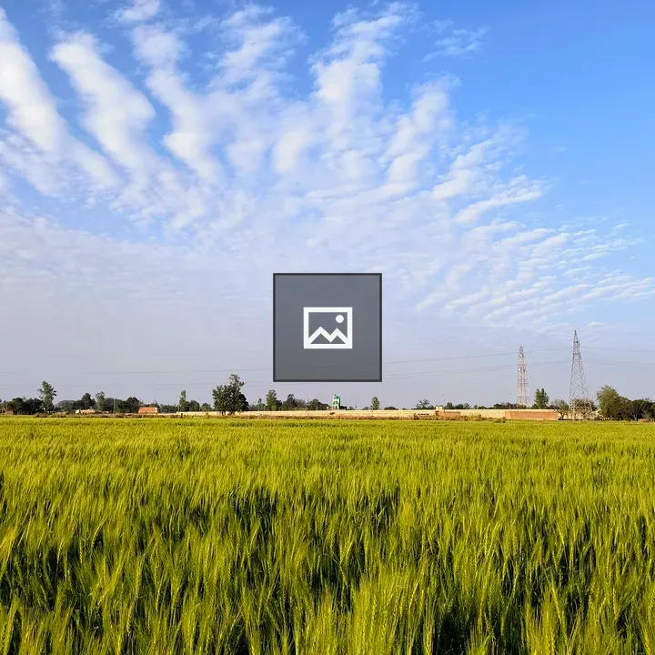 Wheat Field Under Blue Sky