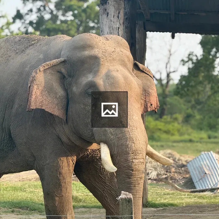Elephant near rustic structure