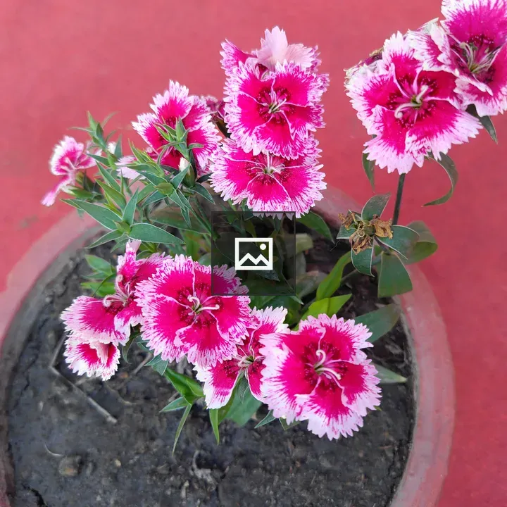 Potted plant with pink and white flowers
