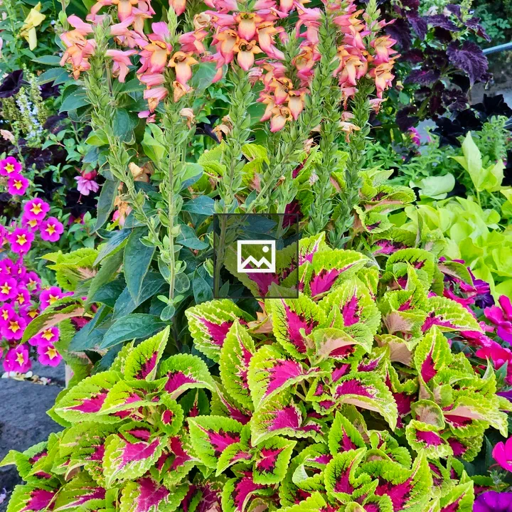 Coleus Leaves and Pink Flower Spikes