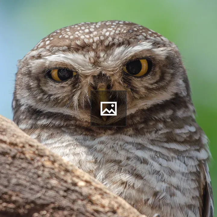 Spotted Owlet Perched On a Branch