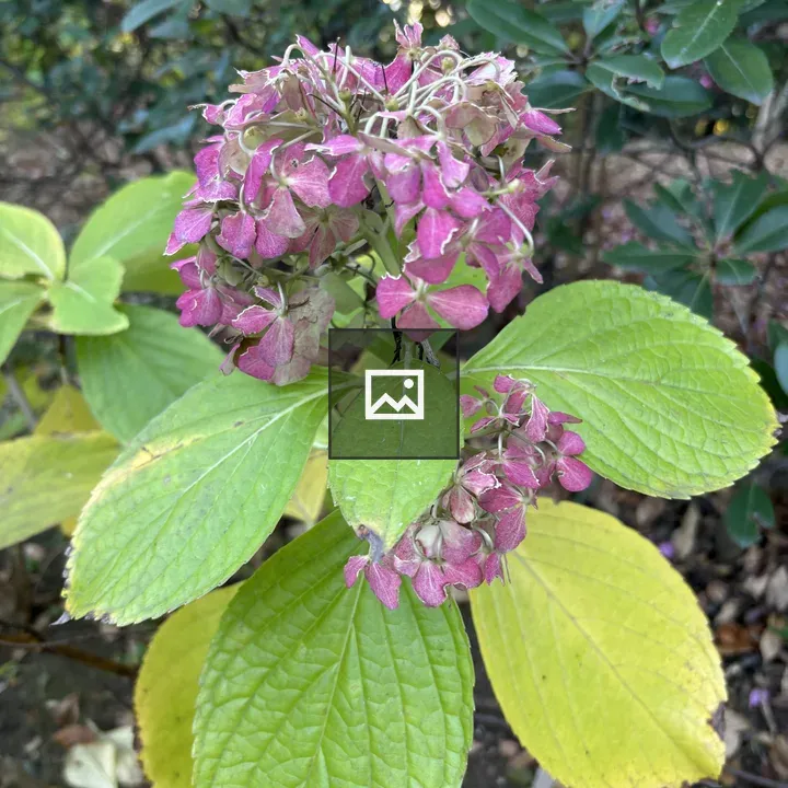 Pink and purple hydrangea cluster