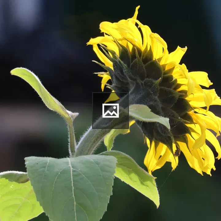 Sunflower with Sunshine