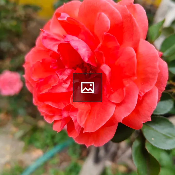 Red Rose Bloom