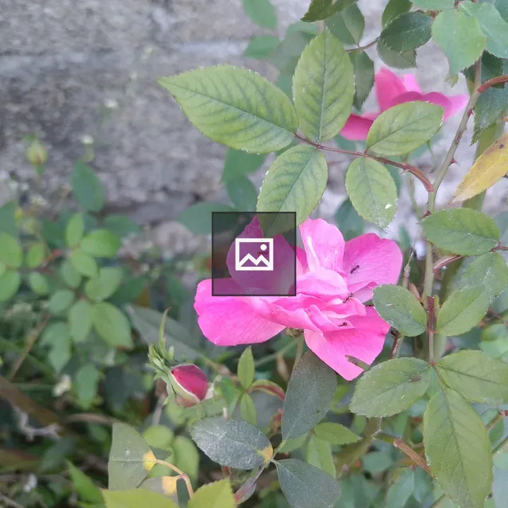 Pink rose with green leaves