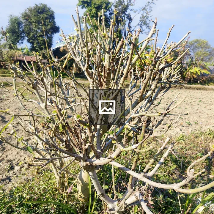 Leafless tree with twisted branches