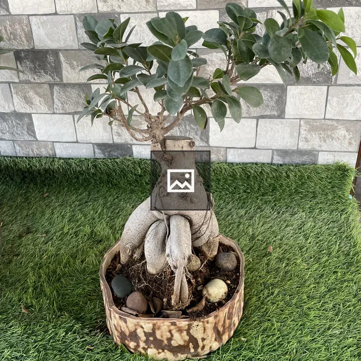 Adenium Bonsai in Pot