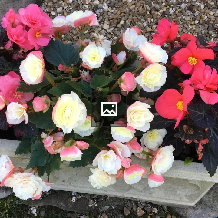 Begonias in Pastel Colors
